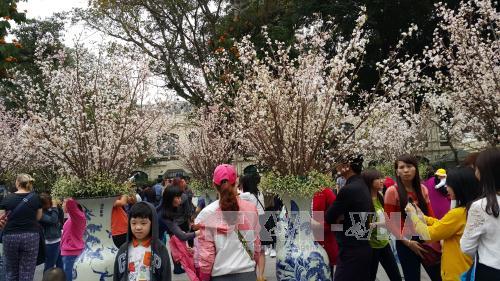 Triển lãm hoa anh đào tại Hà Nội sẽ trưng bày 12.000 cành anh đào ảnh 1